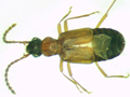 Deleaster dichrous